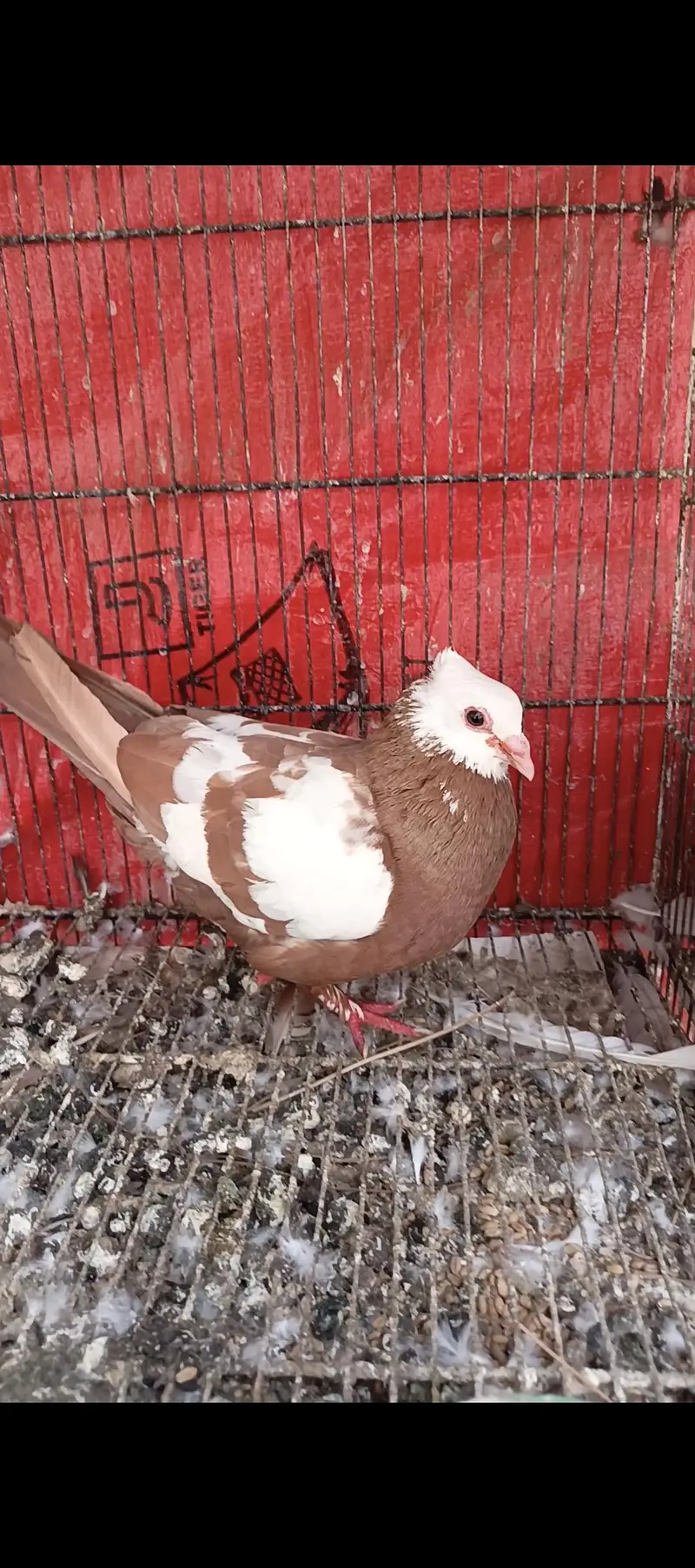 Pigeons breeder pairs wtsapp 033-018-935-73 — photo 5