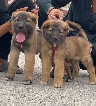 Pradesh Kangal dog pair 3 month for sale cargo available