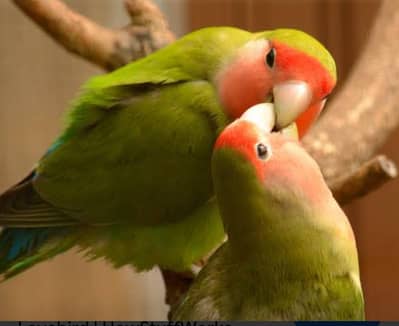 BREEDER PAIR FOR URGENT SALE