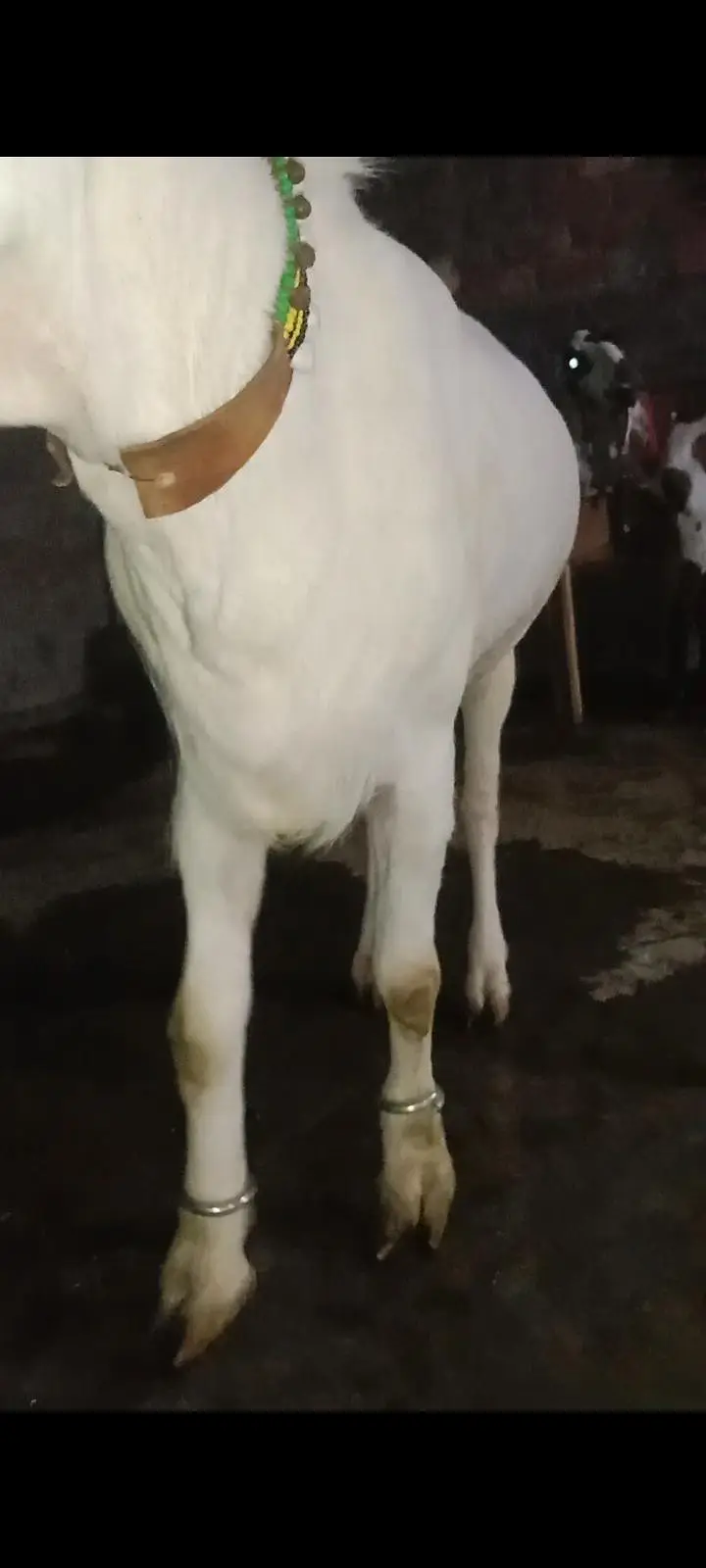 Gulabi tedda blue eyes — photo 3