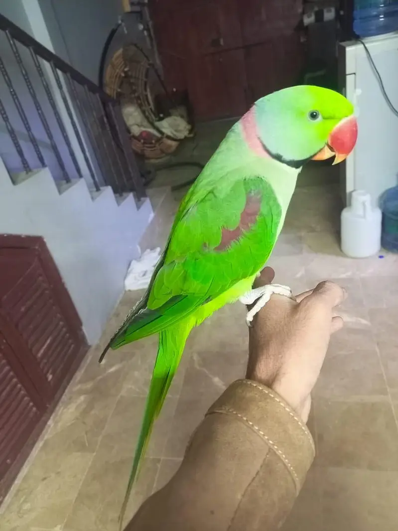 Pahari green parrot with female