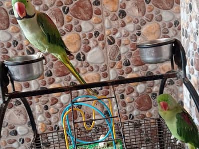 talking bird kashmiri raw