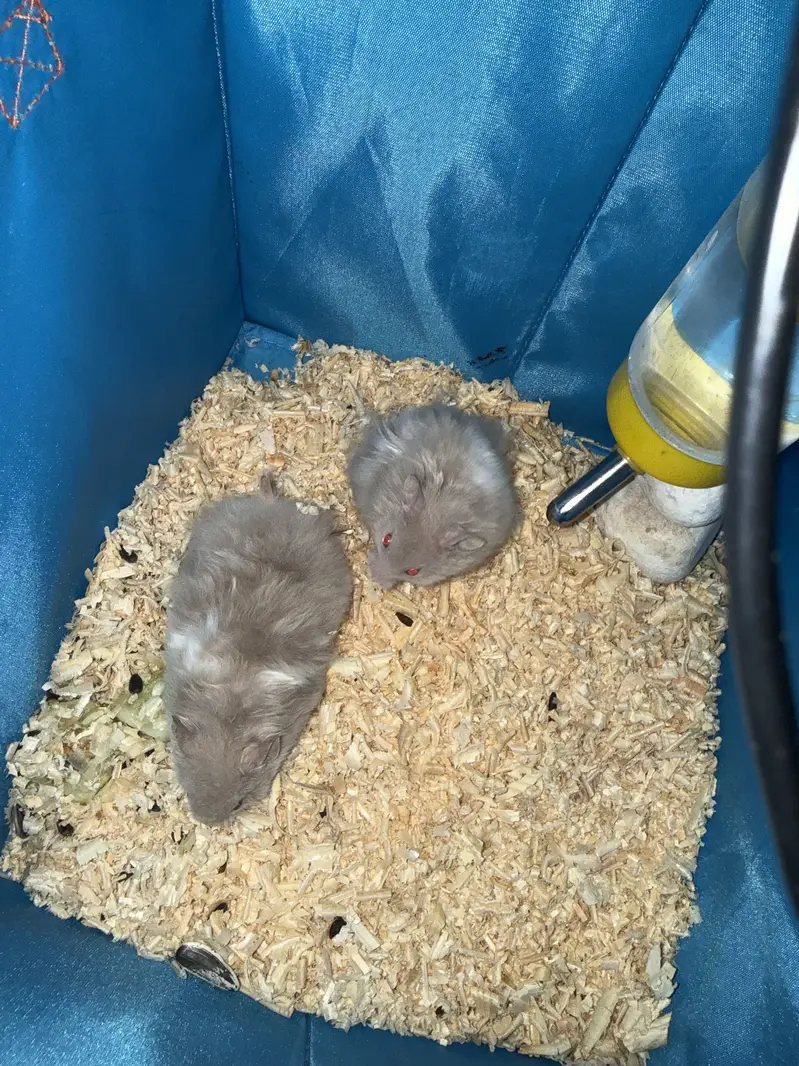 Hamsters breeder pair available in red eyes