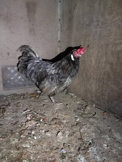 Silkie + Polish Cross Fancy murgha