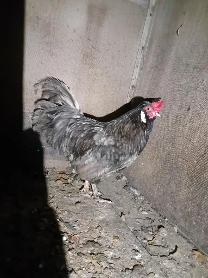 Silkie + Polish Cross Fancy murgha — photo 2