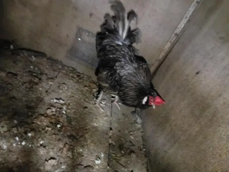 Silkie + Polish Cross Fancy murgha — photo 3