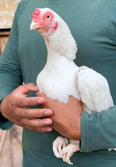 lasani /heera /mushka/chick's