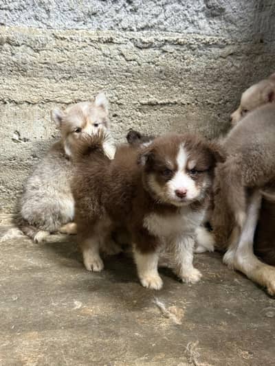 siberian husky puppies