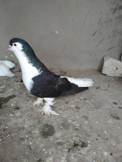 fancy kabooter pair sale