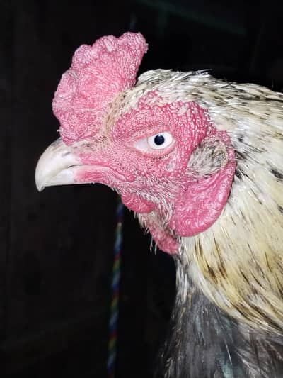 BREEDER aseel sawa mushka 0 size FOR SAFE