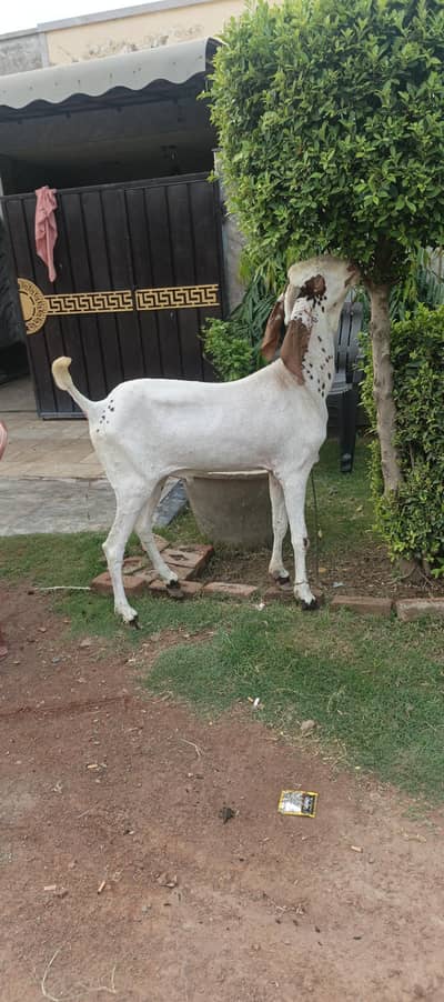 Pure Makhi cheena Bakra