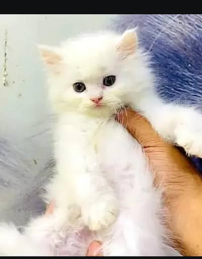 tripal coot full friendly number 03187838955