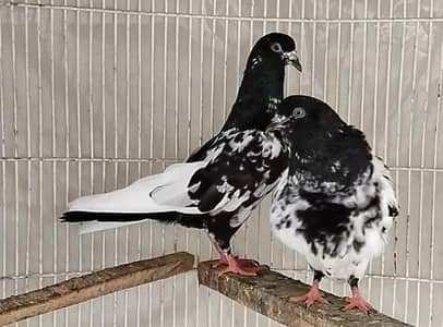Rampuri Pair