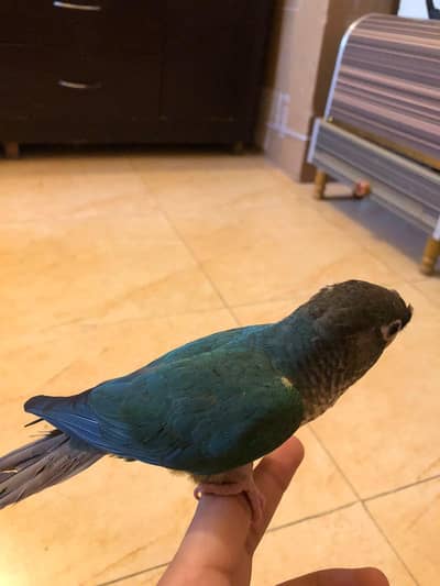 blue cinamn blue turquise conre handthme