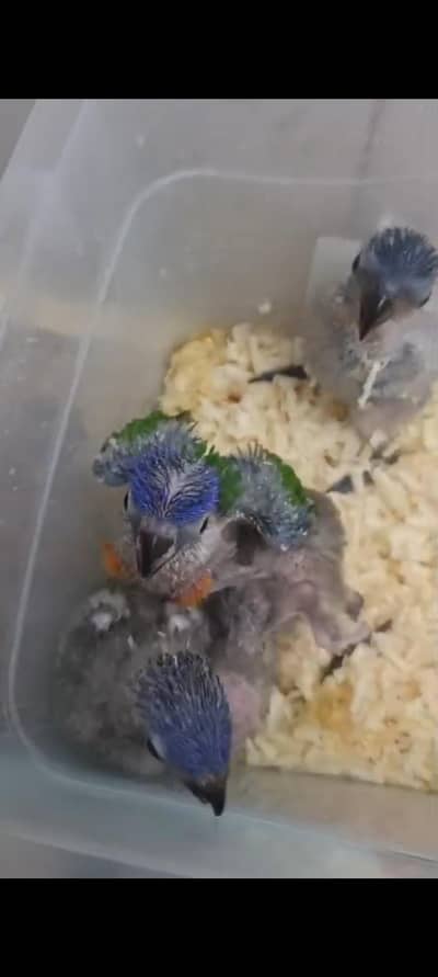 Sun Conure Pin Feathers Lorikeet Swinsin or Red Collared Chicks