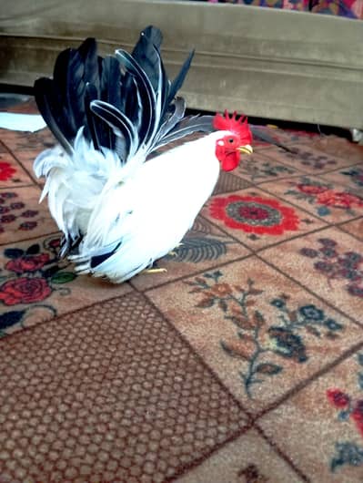 high quality male Japanese black tail