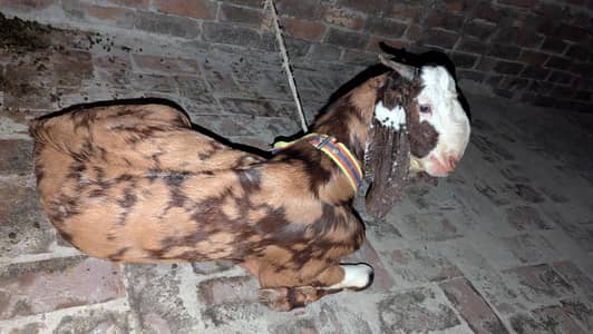 Beetal breed