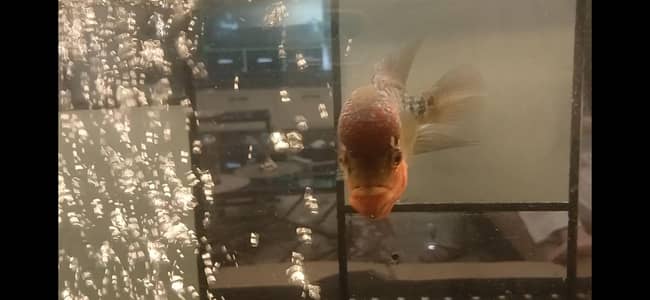 flowerhorn male fish