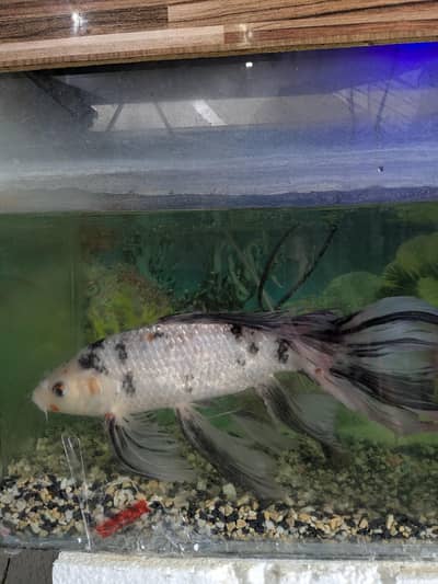 Koi butterfly fish with aquarium