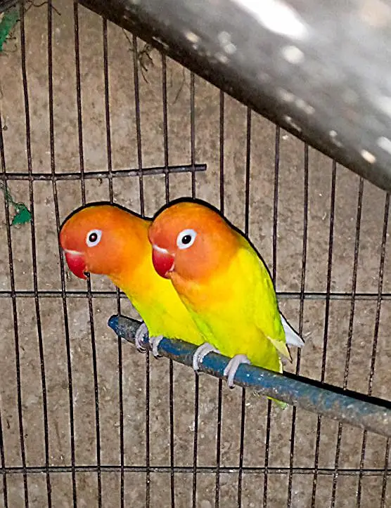 lovebirds breedar pairs and 3 portion cage