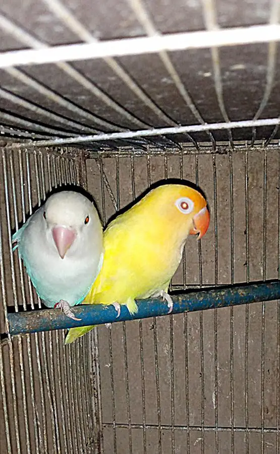 lovebirds breedar pairs and 3 portion cage — photo 2