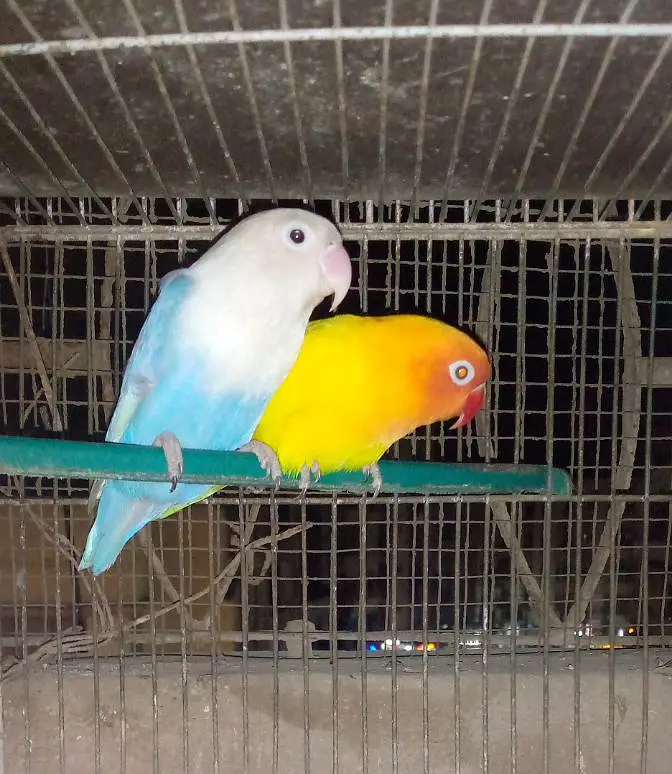 lovebirds breedar pairs and 3 portion cage — photo 3