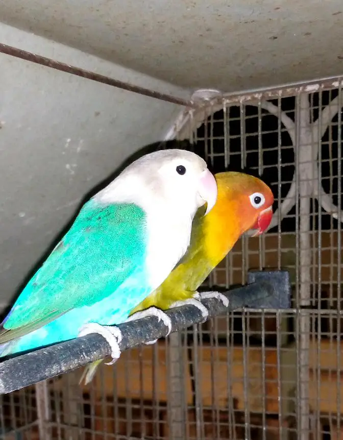lovebirds breedar pairs and 3 portion cage — photo 4