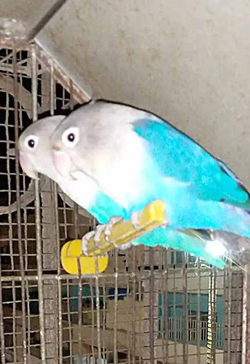 lovebirds breedar pairs and 3 portion cage — photo 5
