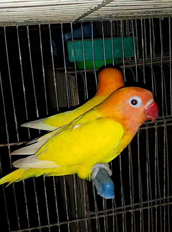 lovebirds breedar pairs and 3 portion cage — photo 6
