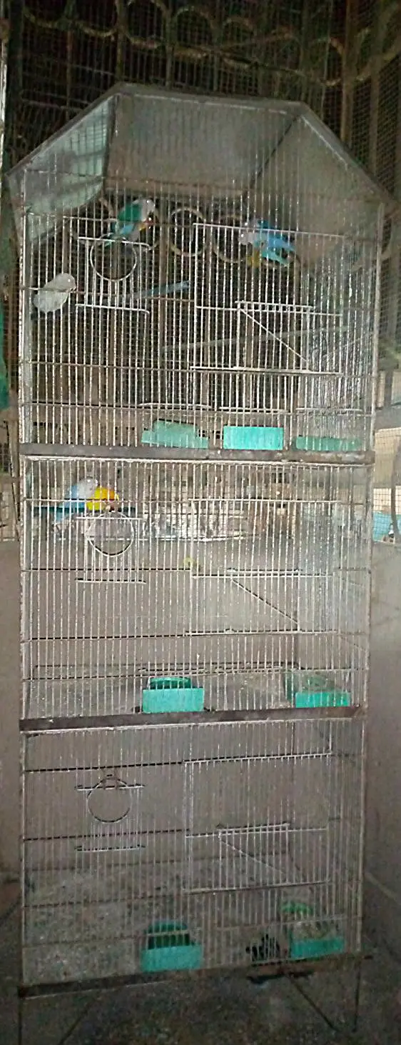 lovebirds breedar pairs and 3 portion cage — photo 7