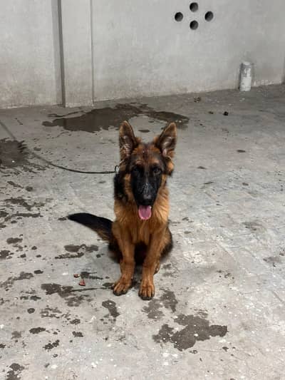 German Shepherd Puppy