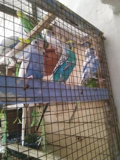 Baji Parrot