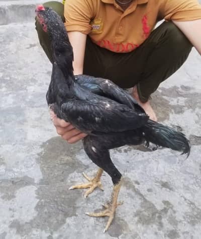 Oh shamo | Shamo | Shamo chicks | Aseel Shamo | Aseel