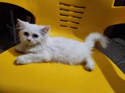 scotish fold and British short hair kittens for sale