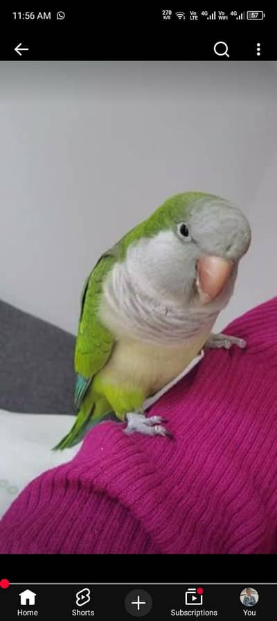 green  monk male  Monkf female pir with DNA  urgent sell