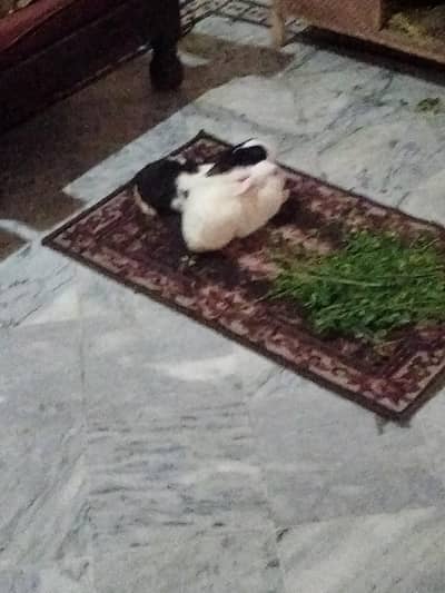 rabbits