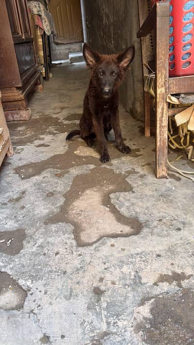 German shepherd black double court