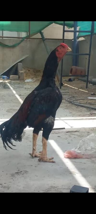 Banndh Gadhi Breeder male