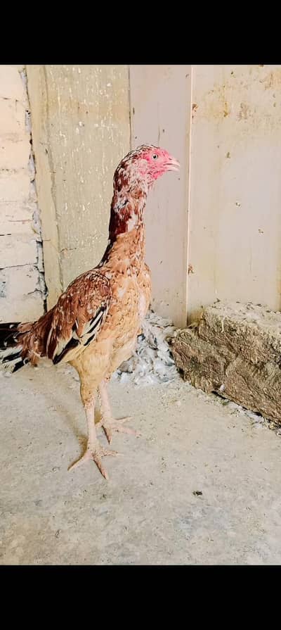 Hint cross female for sale in gujrat fawara chonk