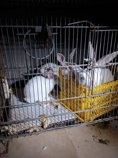 rabbit  New Zealand 03105641997