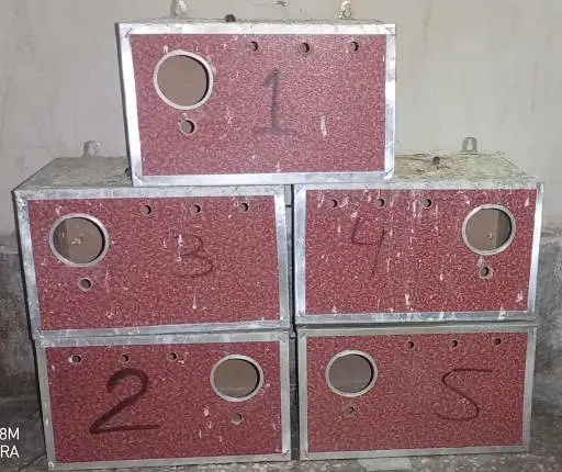love birds/Java Finches Boxes — photo 2