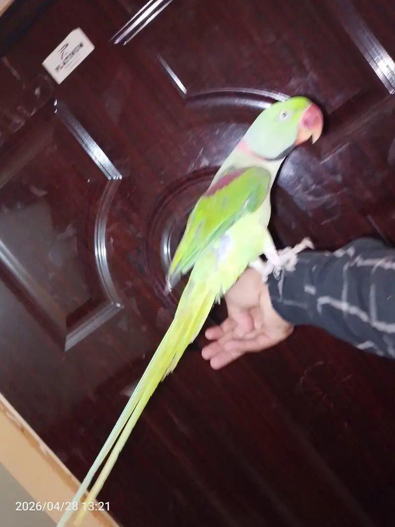 kashmir raw parrot 4 year age talk to talk our hand made