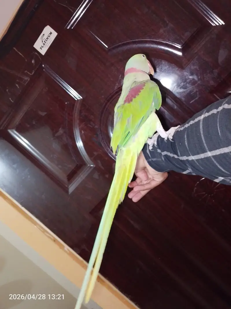 kashmir raw parrot 4 year age talk to talk our hand made — photo 2