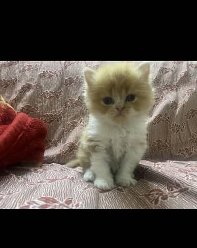 Triple Coated Persian Kittens Top Notch Healthy,Active and Cute.