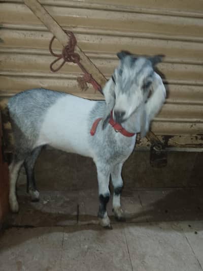 three top quality breeds available / for sale
