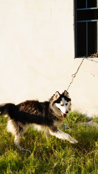 Siberian Husky Black Eyes Cute Face