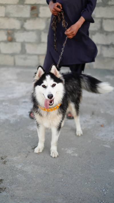 Siberian Husky | Husky dog | wooly coated husky | security dog