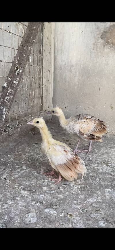 Black shoulder peachicks