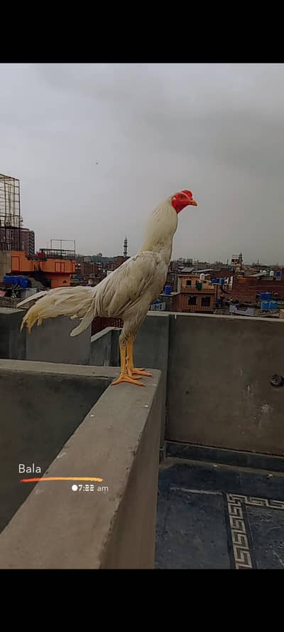murga for sale