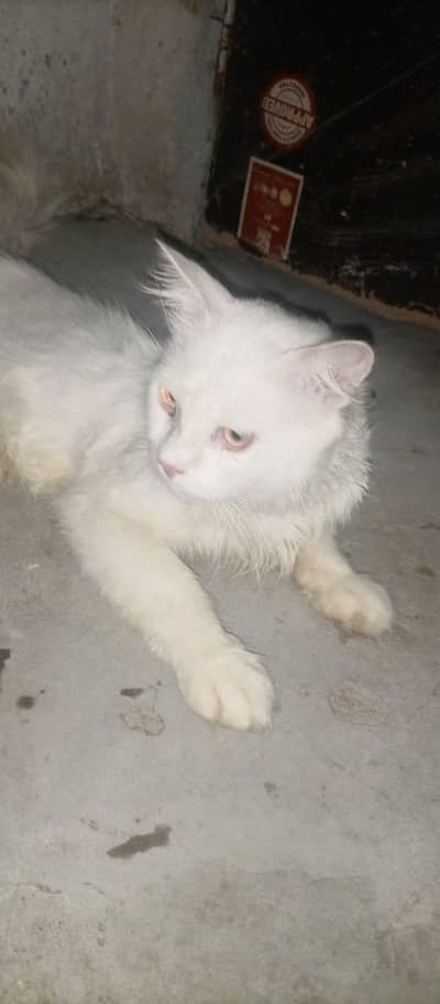 Persion cat name mufasa male and fully active hand tame